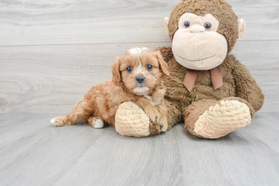 Best Cavapoo Baby