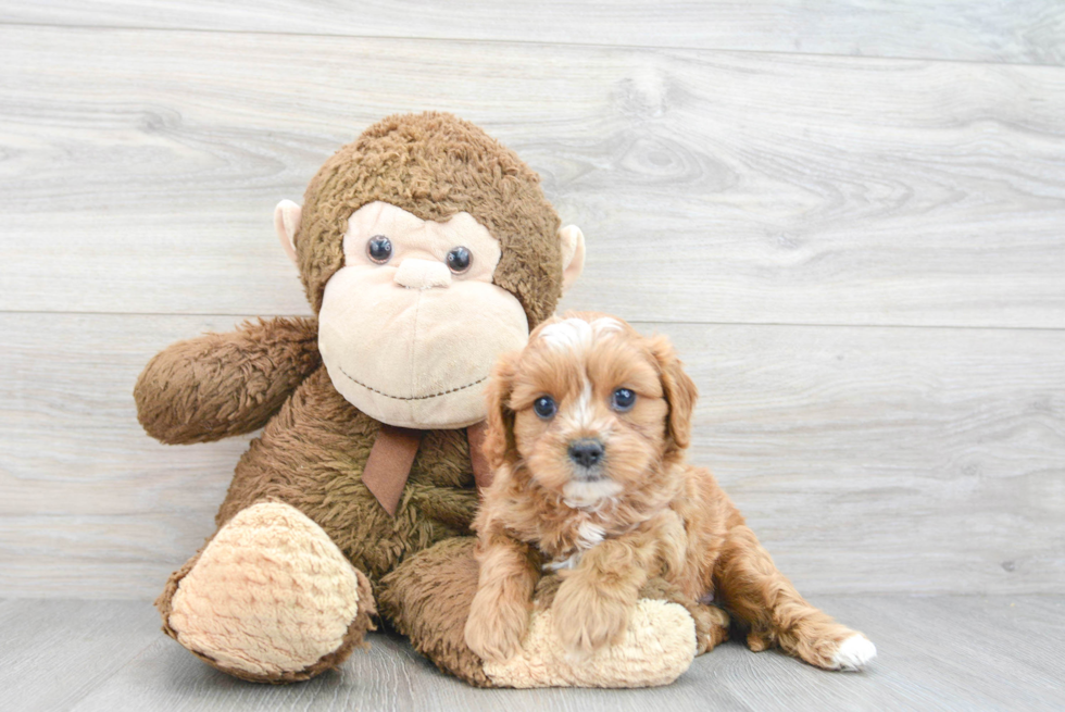 Cute Cavapoo Baby