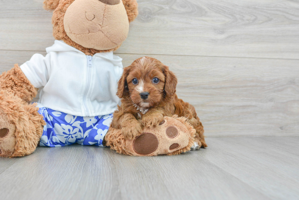 Playful Cavoodle Poodle Mix Puppy