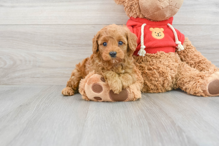 Best Cavapoo Baby