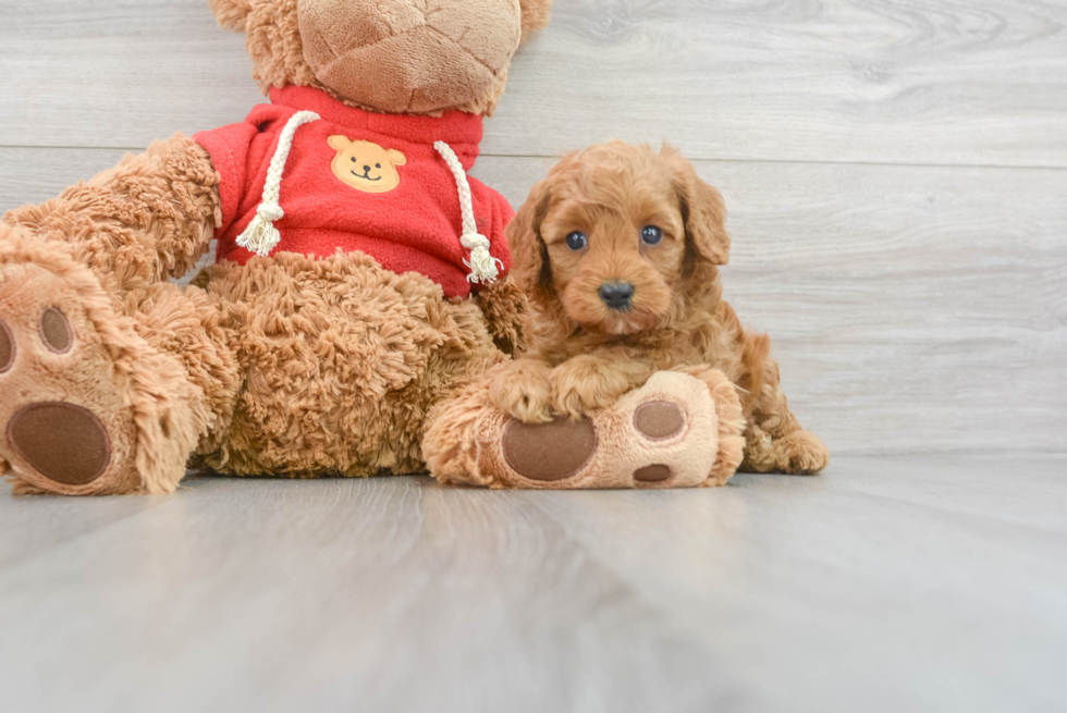 Playful Cavoodle Poodle Mix Puppy