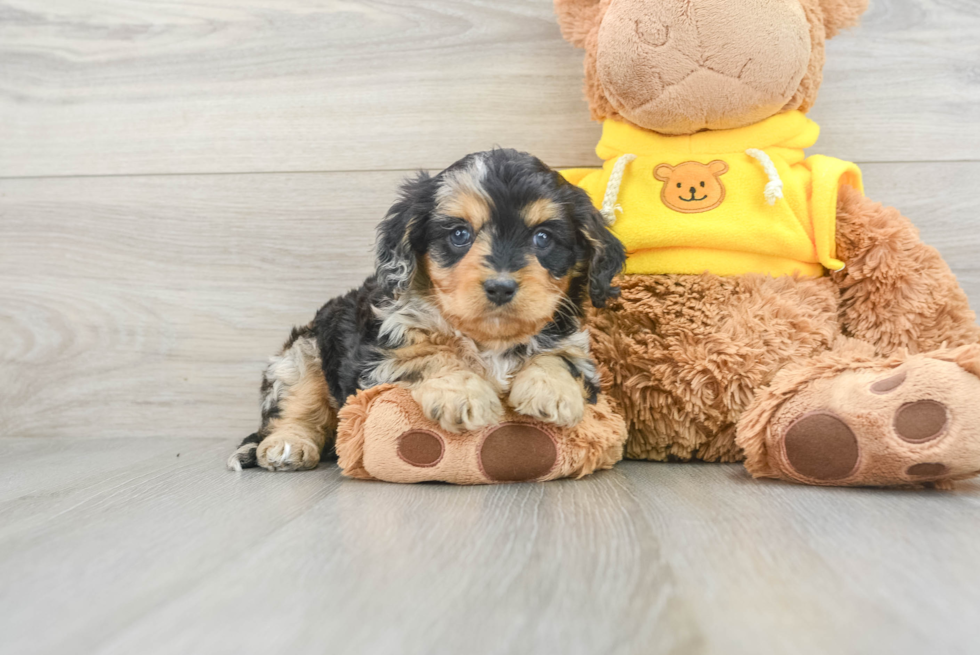 Best Cavapoo Baby