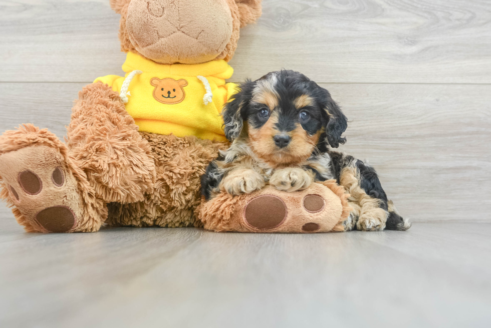Popular Cavapoo Poodle Mix Pup