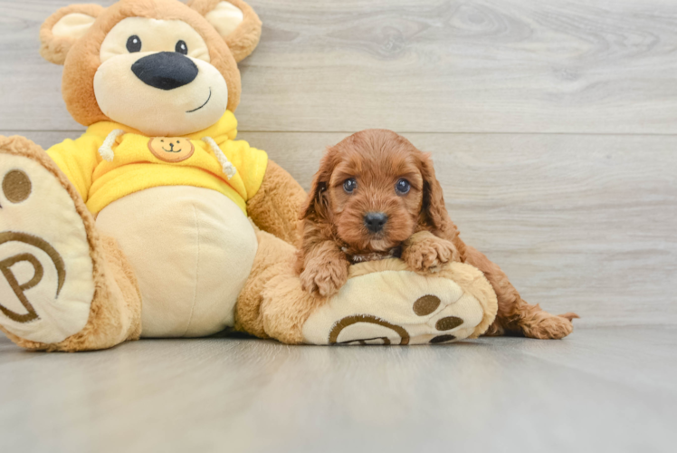 Funny Cavapoo Poodle Mix Pup