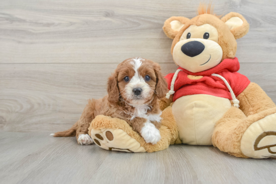 Small Cavapoo Baby