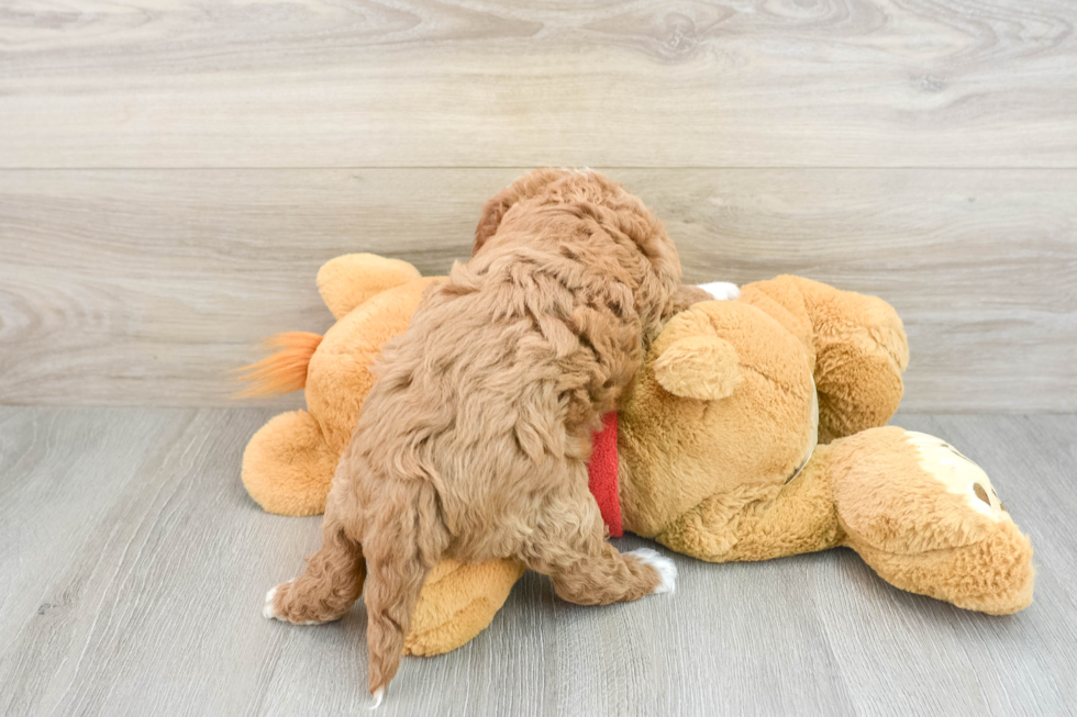 Fluffy Cavapoo Poodle Mix Pup