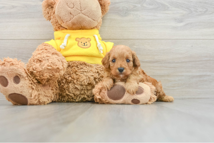 Energetic Cavoodle Poodle Mix Puppy