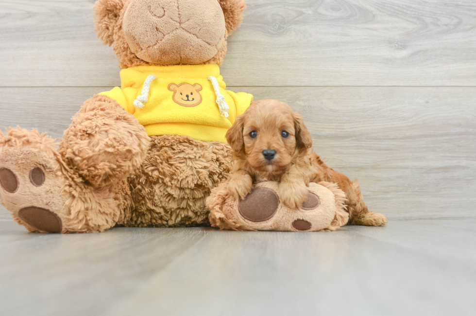 7 week old Cavapoo Puppy For Sale - Premier Pups