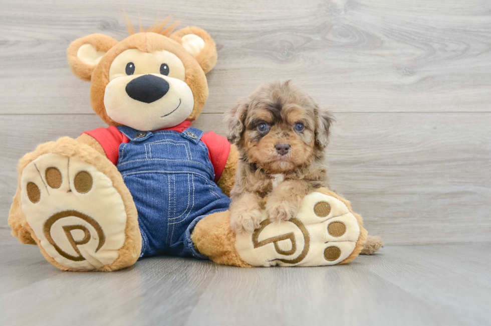 5 week old Cavapoo Puppy For Sale - Premier Pups