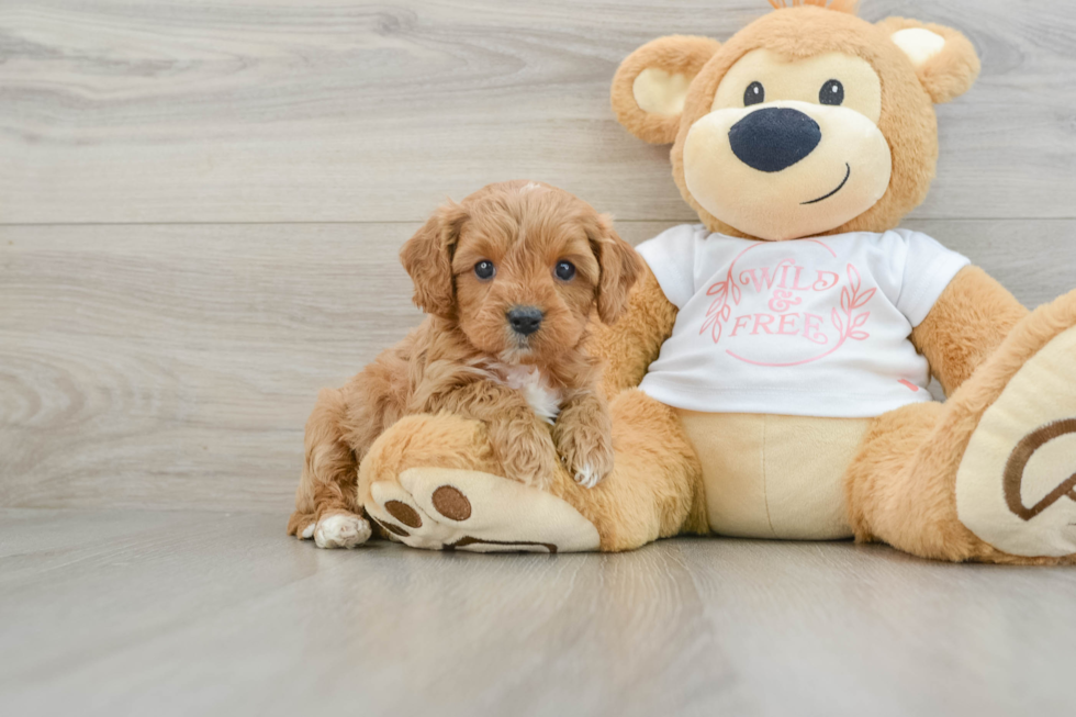 Sweet Cavapoo Baby