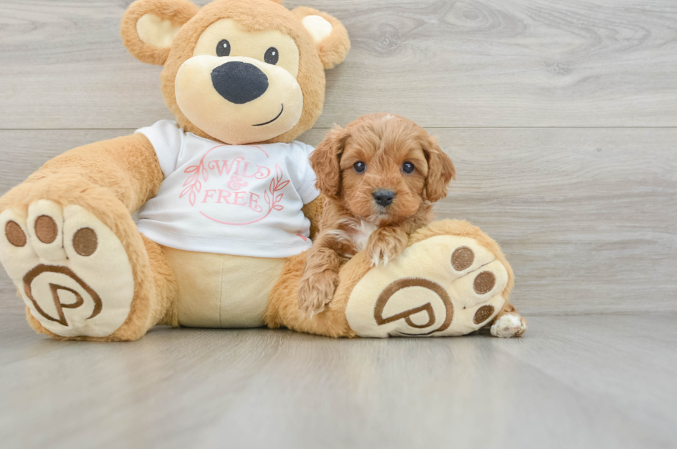 6 week old Cavapoo Puppy For Sale - Premier Pups