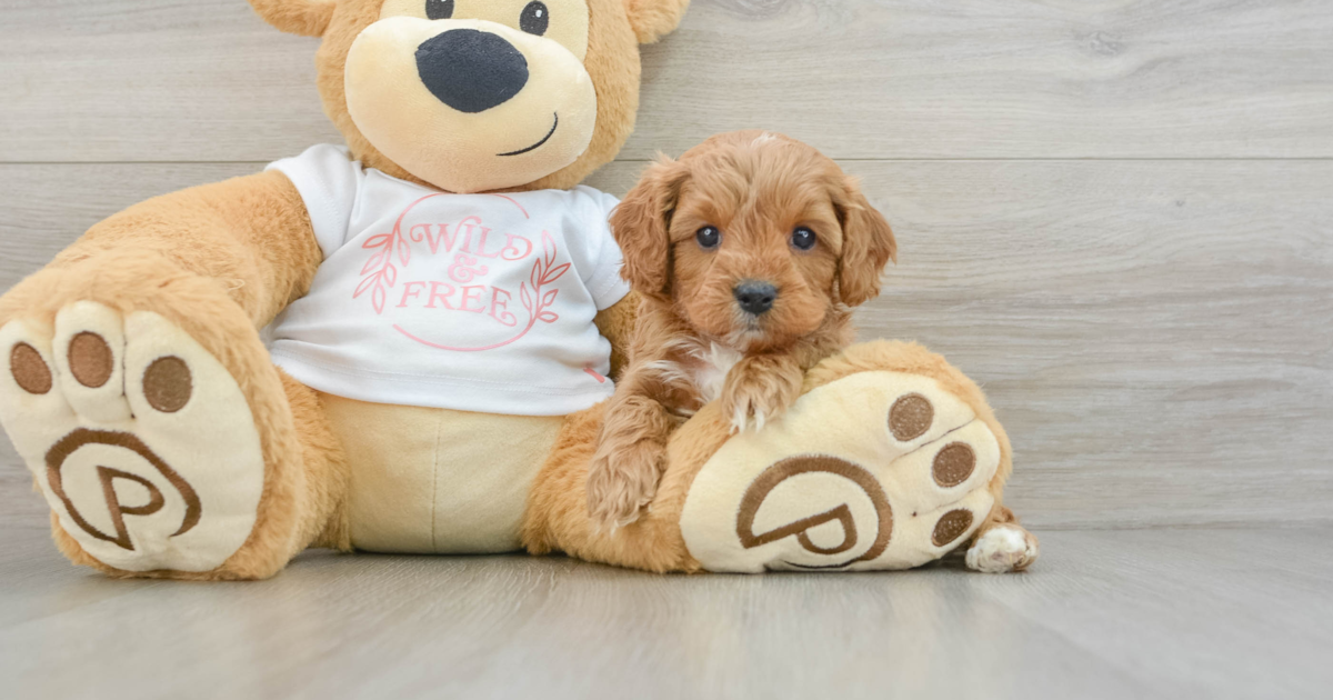 Energetic Cavapoo Valora: 4lb 2oz Doodle Puppy