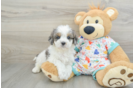 Best Cavapoo Baby