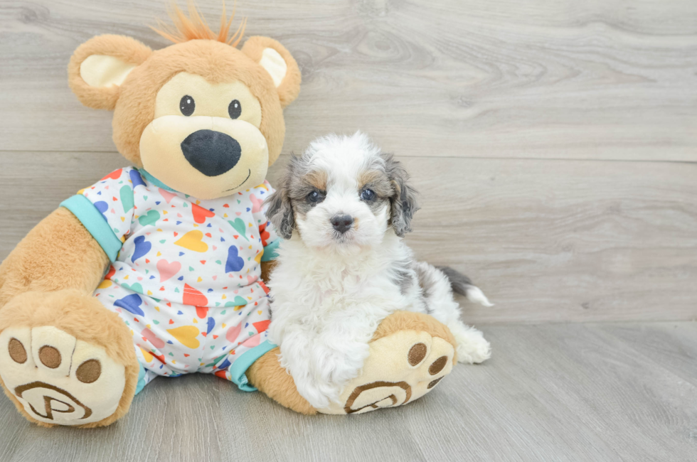 5 week old Cavapoo Puppy For Sale - Premier Pups