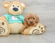 9 week old Cavapoo Puppy For Sale - Premier Pups