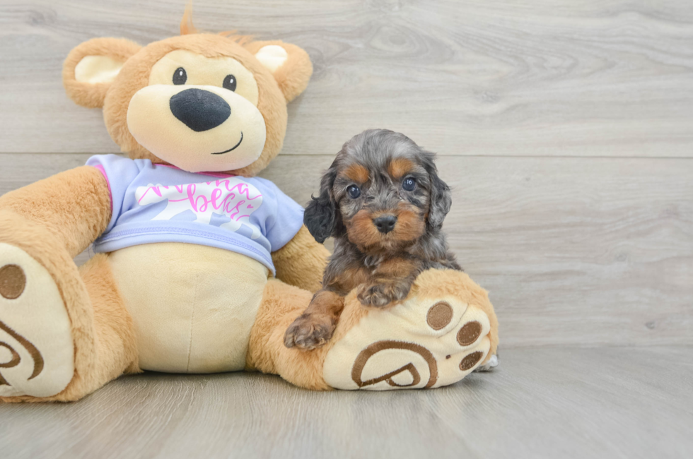 6 week old Cavapoo Puppy For Sale - Premier Pups