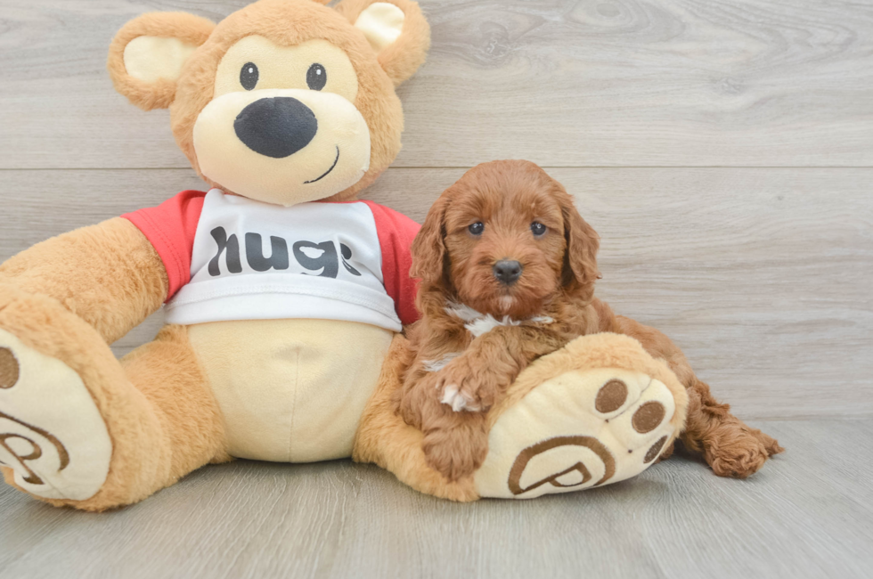 5 week old Cavapoo Puppy For Sale - Premier Pups