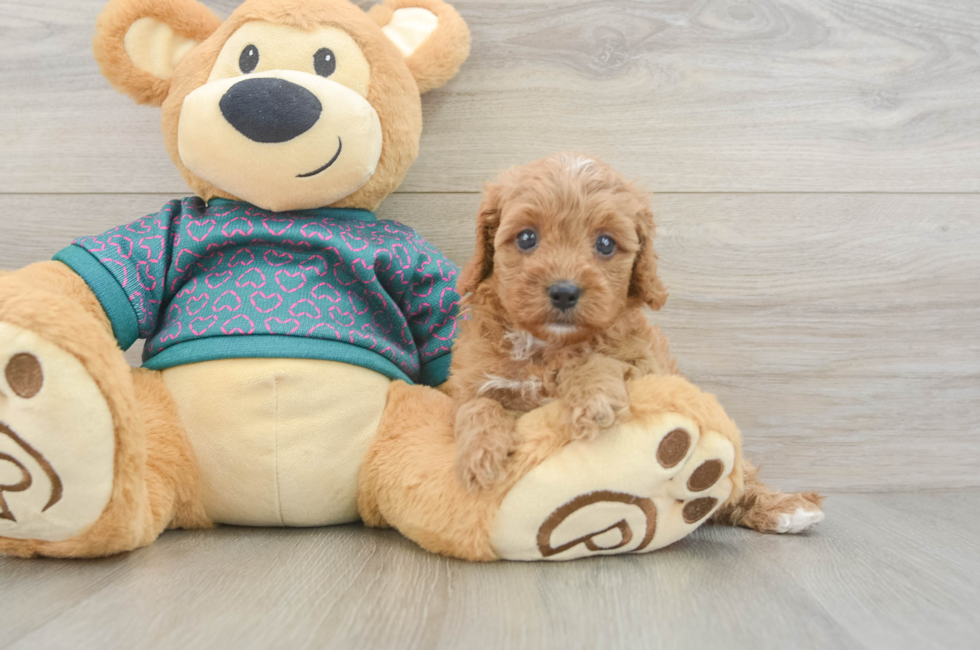 5 week old Cavapoo Puppy For Sale - Premier Pups