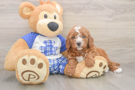 Playful Cavapoodle Poodle Mix Puppy