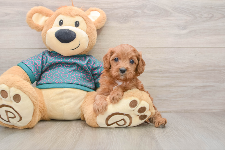 Playful Cavapoodle Poodle Mix Puppy