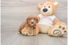 Best Cavapoo Baby