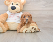 8 week old Cavapoo Puppy For Sale - Premier Pups