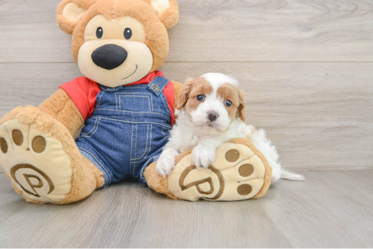 Best Cavapoo Baby