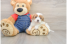 Best Cavapoo Baby