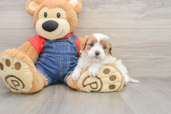 Best Cavapoo Baby