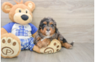 Cavapoo Pup Being Cute
