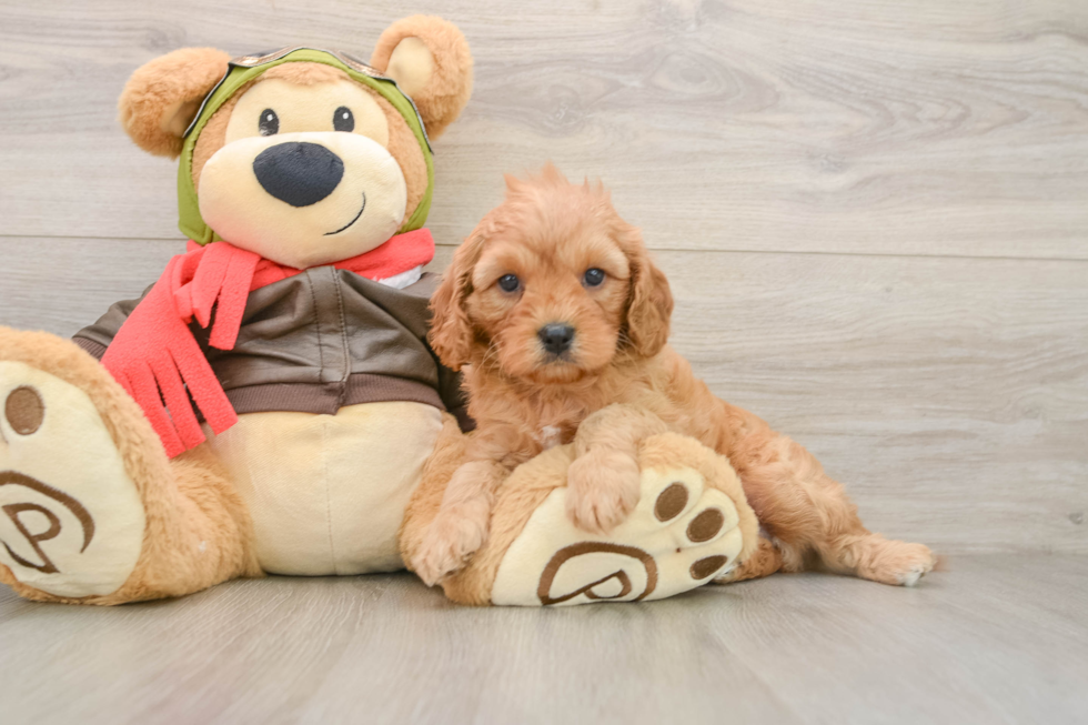 Petite Cavapoo Poodle Mix Pup