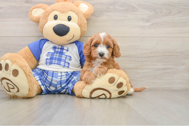 Cavapoo Puppy for Adoption