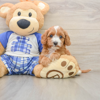 Cavapoo Puppy for Adoption