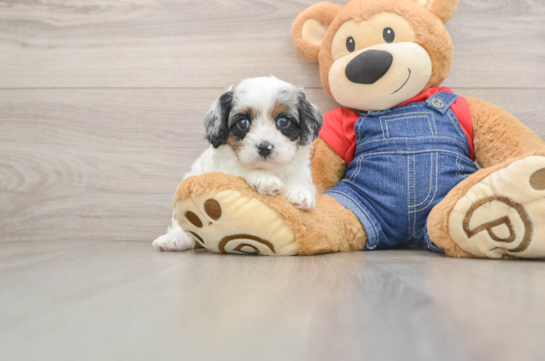 Cavapoo Puppy for Adoption