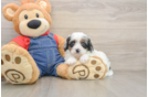 Playful Cavapoodle Poodle Mix Puppy