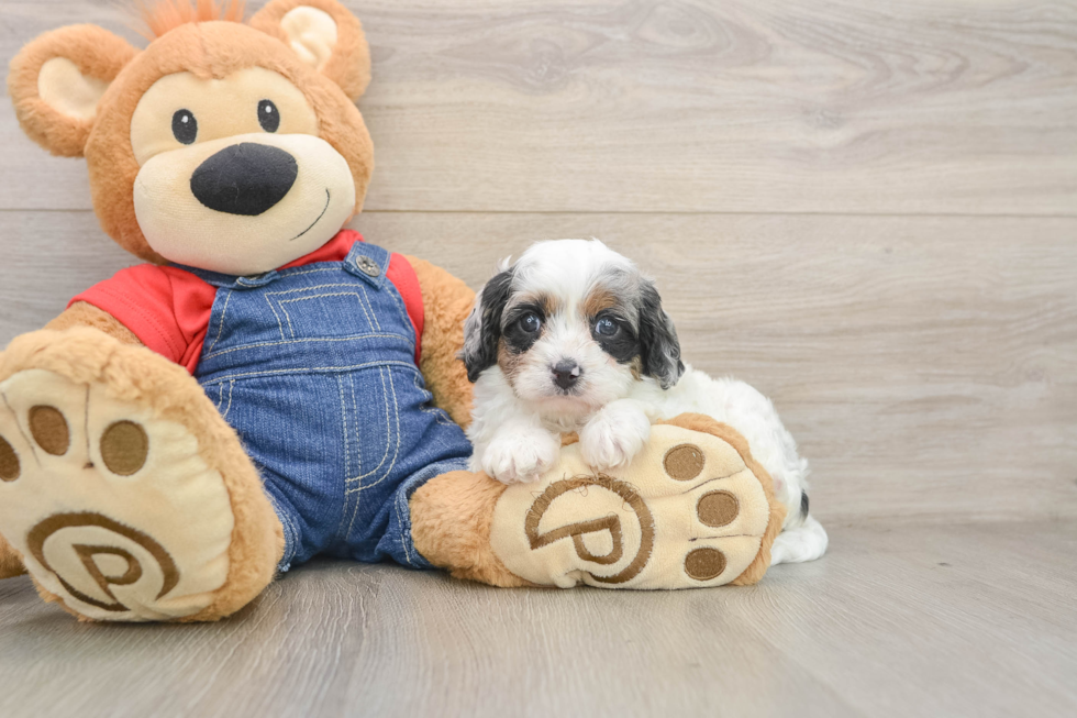 Playful Cavapoodle Poodle Mix Puppy