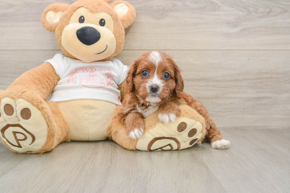 Cavapoo Pup Being Cute