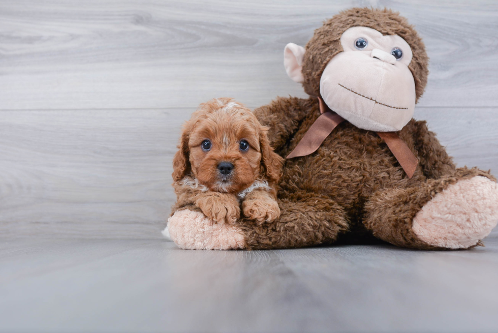 Small Cavapoo Baby