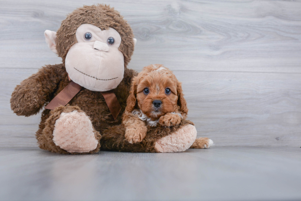 Energetic Cavoodle Poodle Mix Puppy