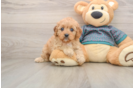 Hypoallergenic Cavadoodle Poodle Mix Puppy