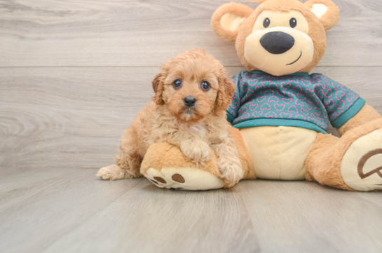 Hypoallergenic Cavadoodle Poodle Mix Puppy