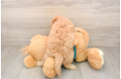 Cavapoo Puppy for Adoption
