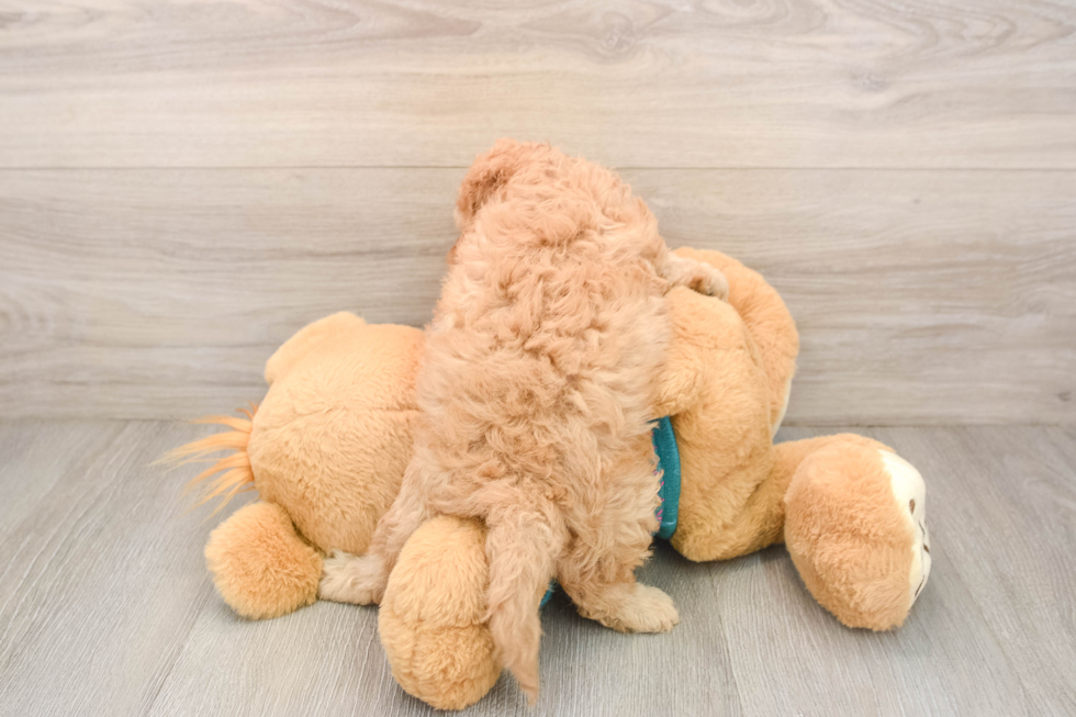 Cavapoo Puppy for Adoption