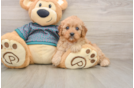 Happy Cavapoo Baby