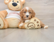 8 week old Cavapoo Puppy For Sale - Premier Pups