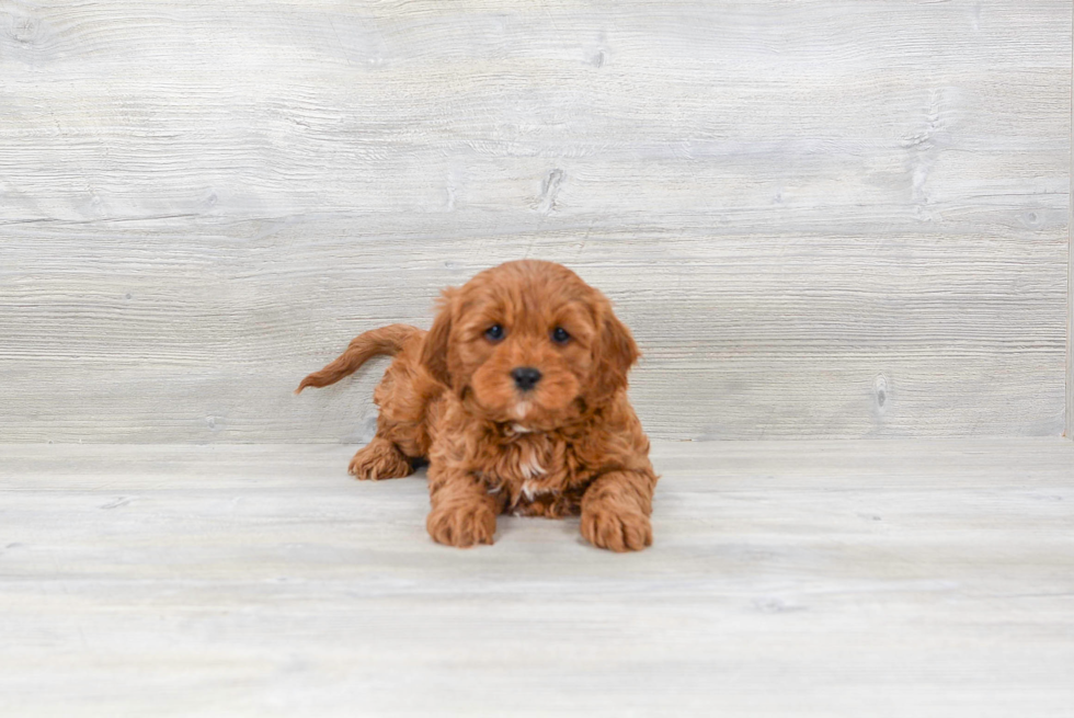 Energetic Cavoodle Poodle Mix Puppy