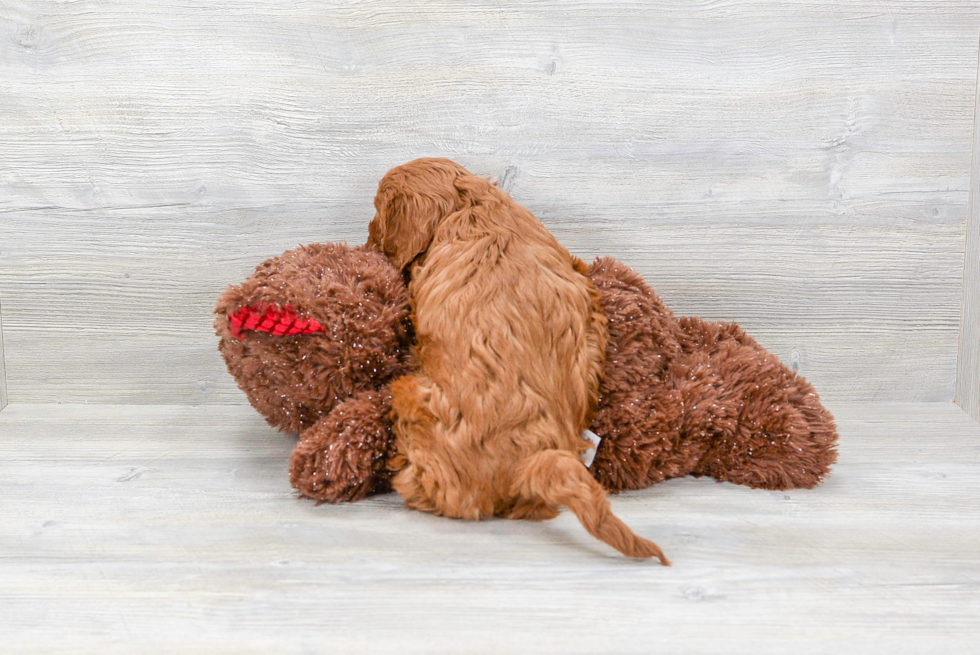 Friendly Cavapoo Baby