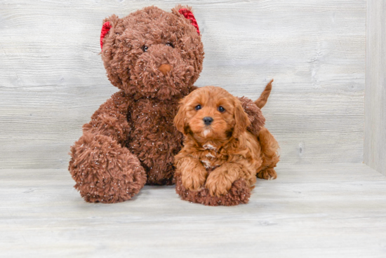 Cavapoo Puppy for Adoption