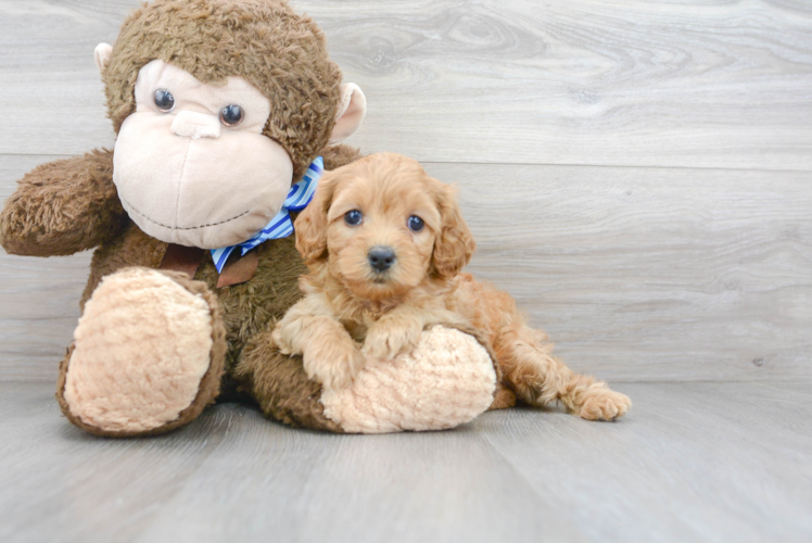 Cavapoo Pup Being Cute