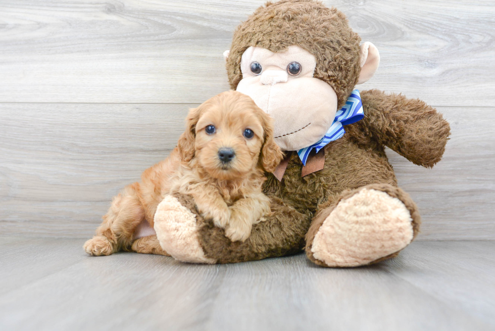 Friendly Cavapoo Baby